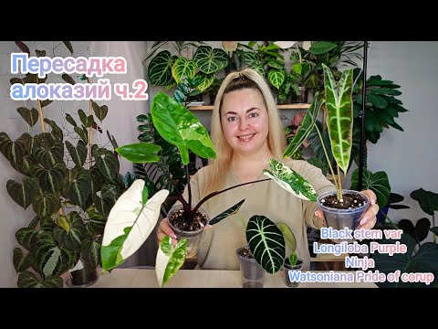 Видео: ПЕРЕСАДКА АЛОКАЗИЙ Black stem var, Longiloba Purple, Jacklin, Ninja, Watsoniana💜Ищем клубни и корни😂