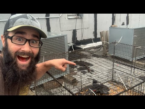 Видео: Отлов диких голубей ВЕРНУЛСЯ!!!