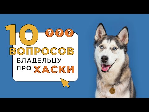 Видео: 10 вопросов владельцу о хаски: воспитание и характер