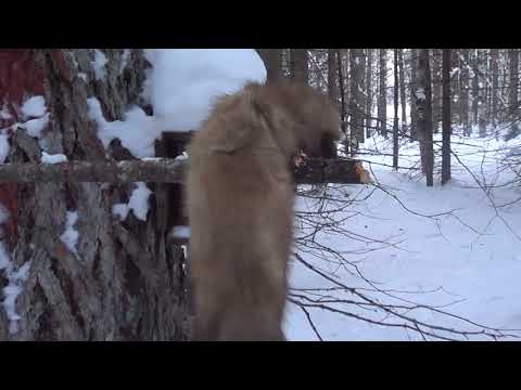 Видео: Охота на куницу капканами, сезон 23-24г. ОХОТА В ЯНВАРЕ.