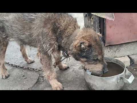 Видео: Останнє з Боссом 1