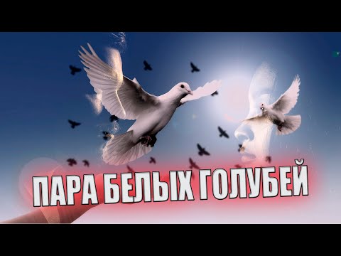 Видео: Новинка! Просто  Супер! ПАРА БЕЛЫХ ГОЛУБЕЙ!