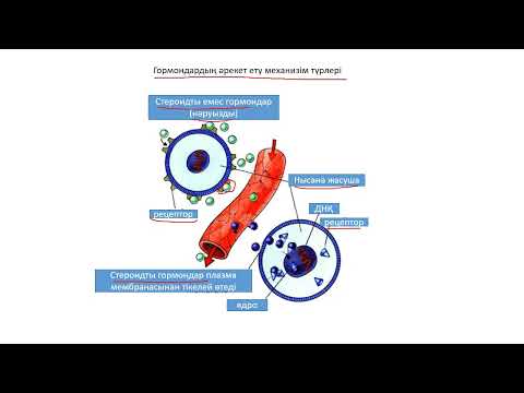 Видео: мембраналық рецепторлар арқылы гормондық сигналдардың берілуі (сабақ үзіндісі) толық ватсапта