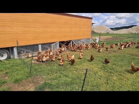 Видео: Новини та факти тваринництва. Випуск за 31.08.2025р