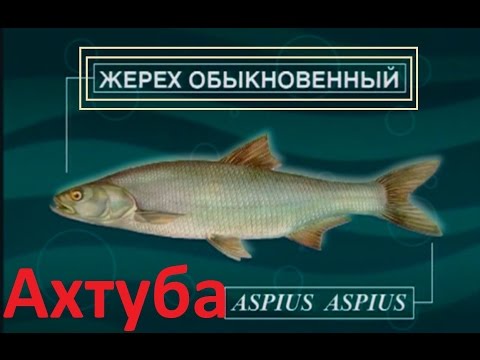 Видео: Диалоги о рыбалке - 140 -Ахтуба, жерех в конце июля с Константином Кузьминым.