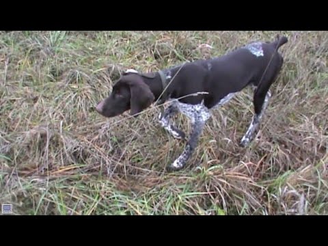 Видео: Охота с легавой. Часть 2 Первоклашка.