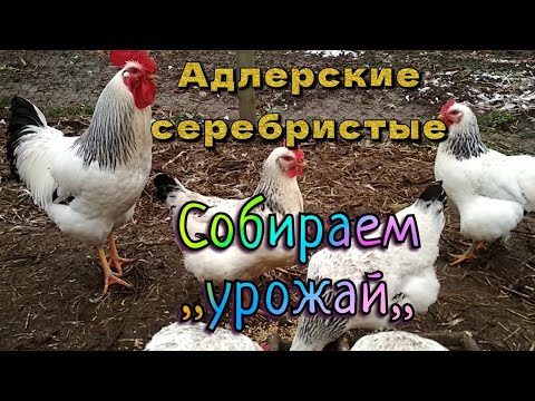 Видео: Куры Адлерские серебристые. Петушки и тушки.