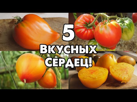 Видео: САМЫЕ ВКУСНЫЕ СЕРДЦЕВИДНЫЕ ТОМАТЫ!