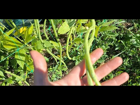 Видео: ДАЧА 6-24/COUNTRY LIFE- Спасаю клубнику, строим домик, тушу Вигну/Saving strawberries, cooking Vigna