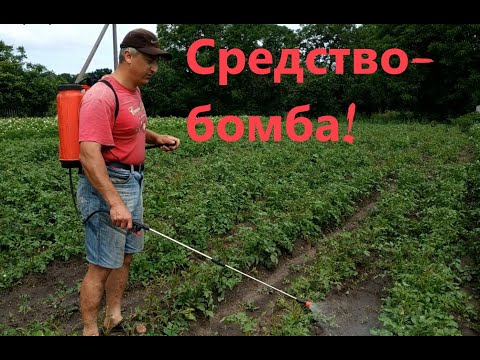 Видео: Фитофтора на картофеле. Жаль, что не знал этого раньше!