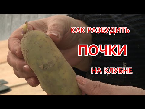 Видео: Как разбудить спящие почки на клубне картофеля