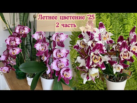 Видео: 2 часть. Летнее цветение орхидей ‘25 и новиночки в коллекции.