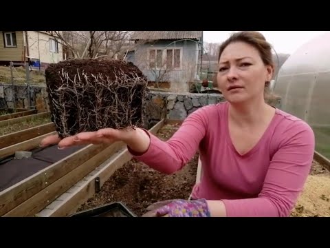 Видео: ЛУЧШИЙ СПОСОБ ПОСАДКИ ЛУКА ПОРЕЙ | ЛЕГКО И БЕЗ ЗАМОРОЧЕК