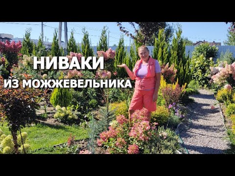 Видео: НИВАКИ ИЗ МОЖЖЕВЕЛЬНИКА | Какой можжевельник подходит для ниваки