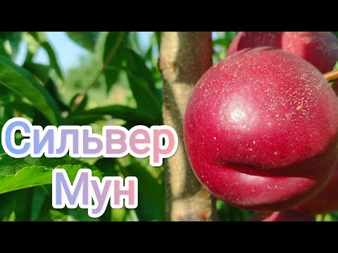Видео: Нектарин Сильвер Мун/Silver Moon 14.09.2023