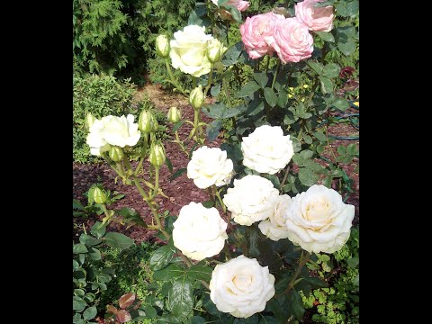 Видео: Розы.  Результат сентябрьской пересадки