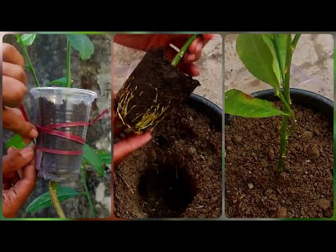 Видео: Легкий способ размножения лимона воздушной отводкой/easy way to propagate lemon by air layering