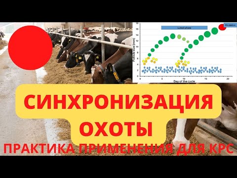 Видео: Синхронизация охоты у коров - схемы, преимущества, недостатки