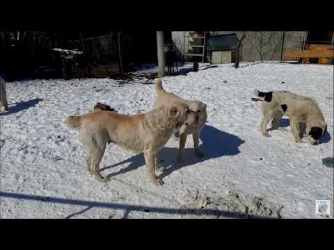 Видео: Бугай Алабай. Привет Туран, прощай Туран.