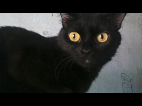 Видео: 154. Дом опустел... Багиры больше нет.