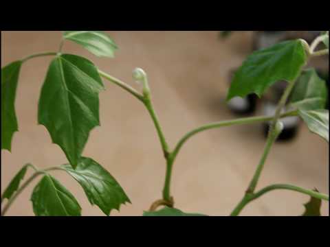 Видео: Формировка циссуса. Часть 2.//Валентина Земскова