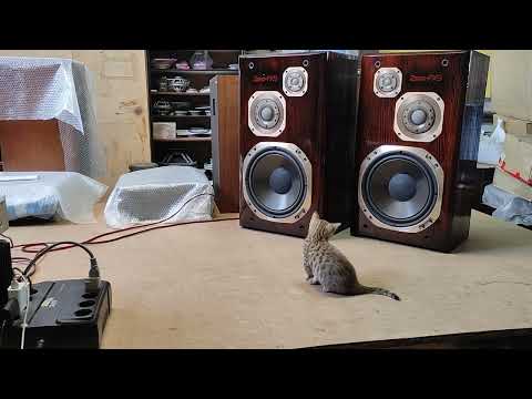 Видео: Victor zero-Fx9 Поговорим о них