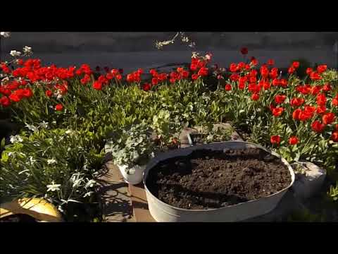 Видео: Когда и как высаживать пеларгонию весной в открытый грунт