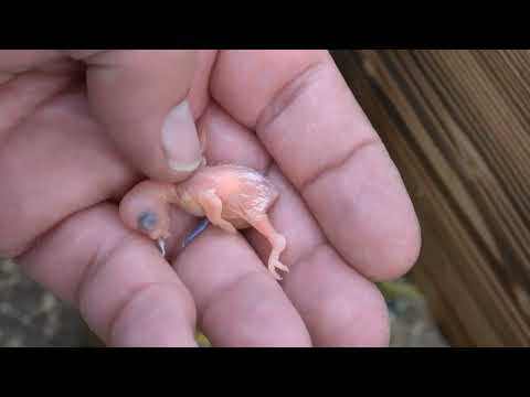 Видео: Подросли малыши Валнестиковых – как быстро летит время!