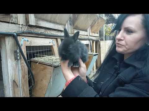 Видео: КРОЛИКИ//СЛУЧКА КРОЛИКОВ//ОПРЕДЕЛЯЕМ ПОЛ КРОЛИКОВ