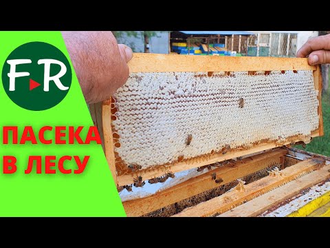 Видео: Лесная пасека и апидомик Зайнуллиных. Обсушка рамок после откачки мёда. Пчеловодство Татарстана