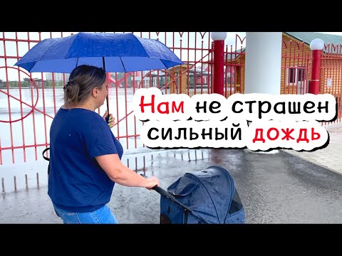 Видео: Коляска для собак выручила. ЖК Кузнецкий. Разочаровали зрителя. В поисках новостей
