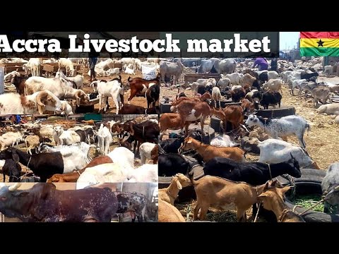 Видео: Стоимость покупки коровы, козы и овцы в Аккре, Африка, Гана, рынок Авено #видео коров #коза #афри...