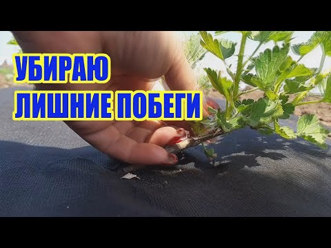 Видео: Нормировка крыжовника в первый год вегетации