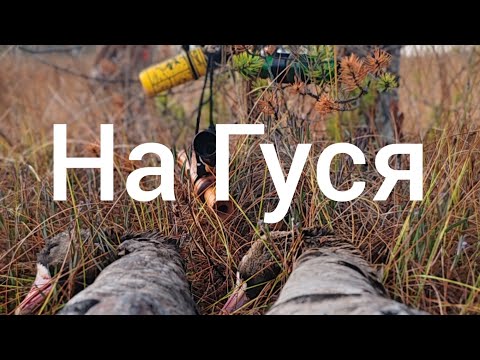 Видео: "НА ОДНОМ ЯЗЫКЕ С ПТИЦЕЙ"/ОХОТЫ НА ГУСЯ ОСЕНЬ 2024!!! #охота #охотанагуся #охотанагуся2024