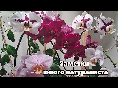 Видео: Всего по чуть-чуть: орхидеи, алоказии, жалуюсь на хойки amicabilis silver и linearis / октябрь 2025