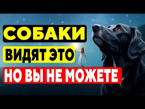 Видео: 15 Шокирующих Вещей, Которые Видят И Слышат ТОЛЬКО Собаки