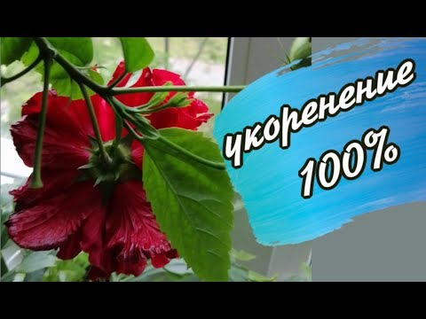 Видео: Роза Китайская  Размножение черенками