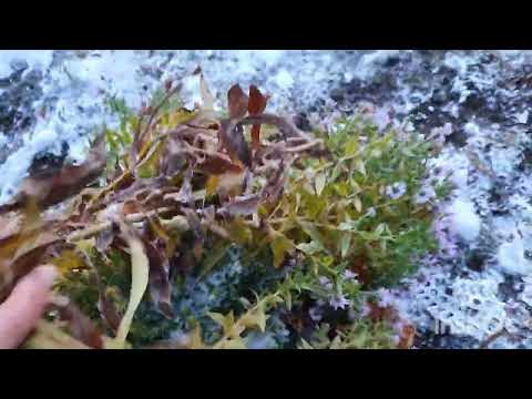 Видео: Укрытие персика на зиму в Сибири на ферме Омская ягода. г. Омск