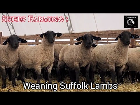 Видео: Овцеводство: отъем ягнят породы суффолк