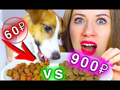 Видео: ВСЯ ПРАВДА КОРМ Для Собак и Кошек ДОРОГО VS ДЕШЕВО КОРМ | Elli Di Pets