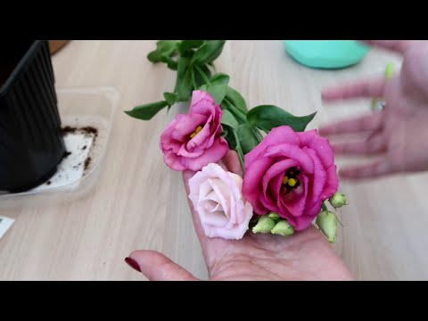 Видео: НЕОБЫЧНЫЙ ОПЫТ: укоренение ЭУСТОМЫ из букета