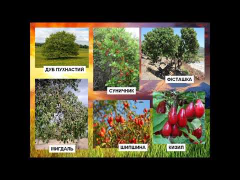 Видео: Подорож Кримськими горами 4 клас