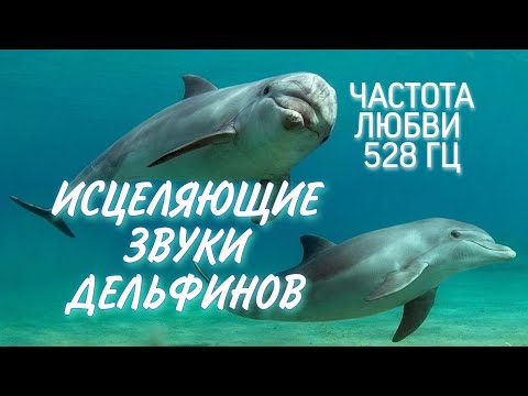 Видео: Исцеляющие звуки, голоса дельфинов, 528 Гц Частота Любви