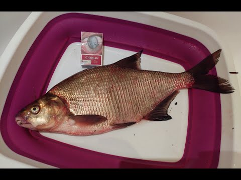 Видео: Мормышинг. Очередной трофей.