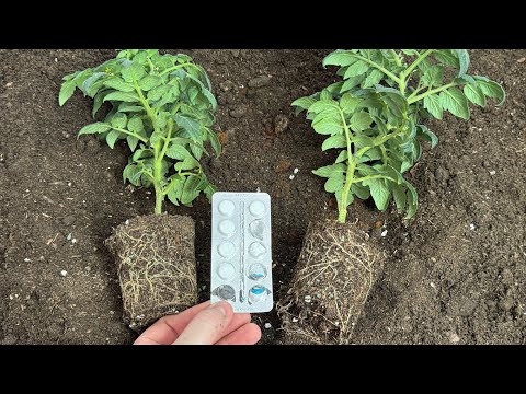 Видео: 3 таблетки в лунку и даже чахлая рассада сразу заплодоносит и даст мощный урожай