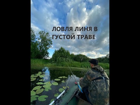 Видео: ЛИНЬ В ТРАВЕ. НАШЕЛ ЛИНЯ. ЛОВЛЯ ЛИНЯ С ЛОДКИ. ВЕЧЕРНЯЯ ЛОВЛЯ ЛИНЬКА.