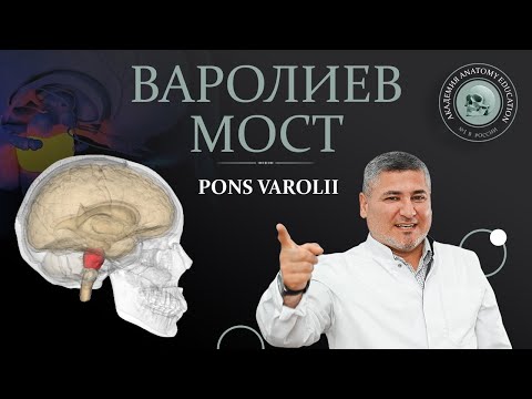 Видео: Мост. Варолиев мост / pons Varolii