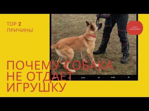 Видео: Как научить собаку отдавать игрушку. Топ 2 причины, почему собака не хочет расставаться с игрушкой.