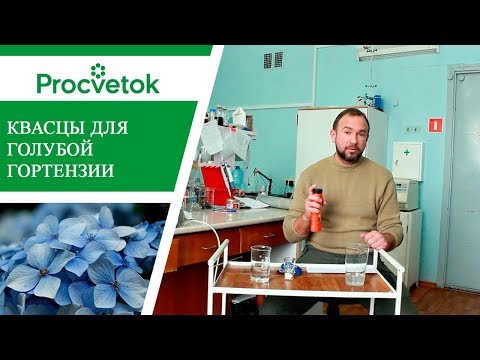 Видео: Гортензия - голубая или розовая? Как изменить цвет гортензии.