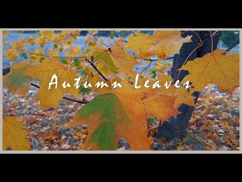 Видео: Autumn leaves. *На згадку про Осінь* *In memory about ' Autumn*